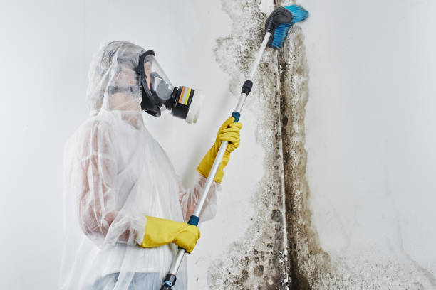 Best Commercial Mold Removal  in Julesburg, CO