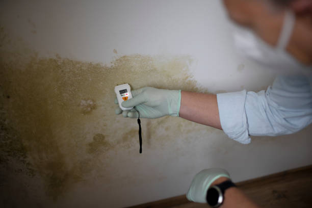 Trusted Julesburg, CO Mold Removal Experts
