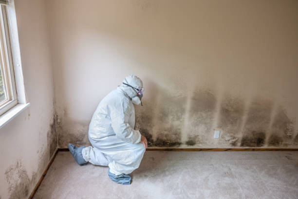 Office Mold Removal Services in Julesburg, CO