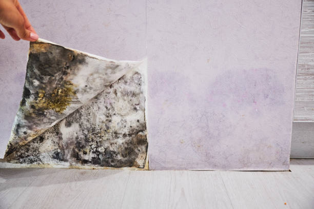 Best Toxic Mold Removal  in Julesburg, CO